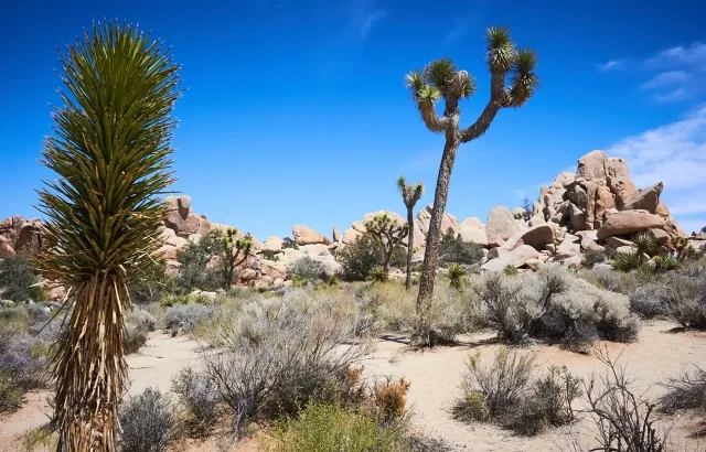 joshua tree national park california